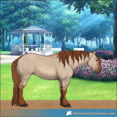Horse Color:Red Dun 