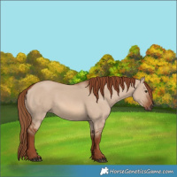 Horse Color:Red Dun