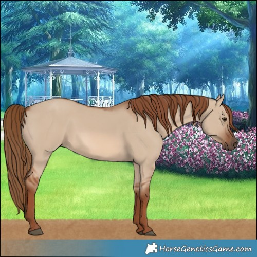Horse Color:Red Dun 