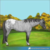 Horse Color:Blue Roan Blanket 