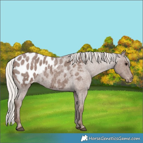Horse Color:Silver Blue Roan Appaloosa 