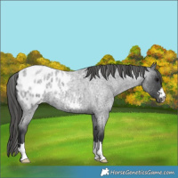 Horse Color:Blue Roan Appaloosa