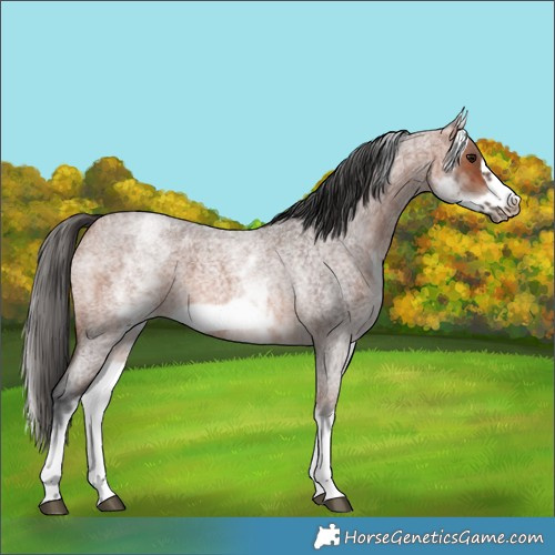 Horse Color:White Spotted Bay Roan Frame 