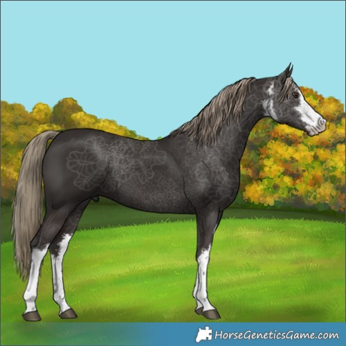Horse Color:White Spotted Liver Chestnut Rabicano 