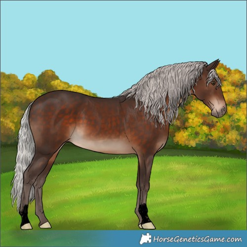 Horse Color:Void Silver Brown