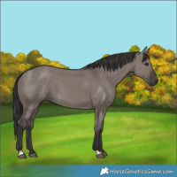 Horse Color:Smoky Grullo 