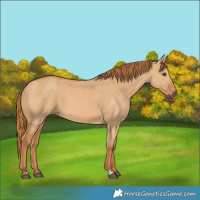 Horse Color:Red Dun 