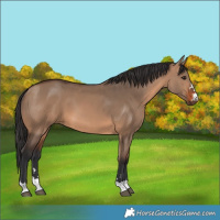 Horse Color:Brown Dun 