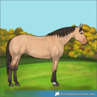 Horse Color:Bay Dun 
