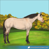 Horse Color:Bay Dun 