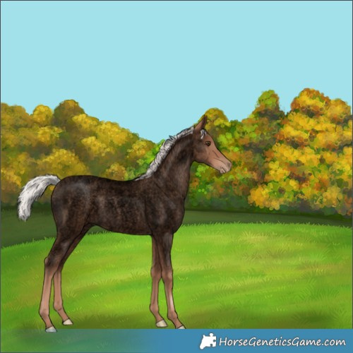 Horse Color:Void Silver Blue Roan Pearl