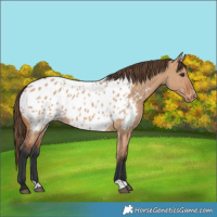 Horse Color:Bay Dun Near Leopard