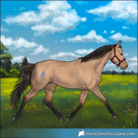 Horse Color:Bay Dun