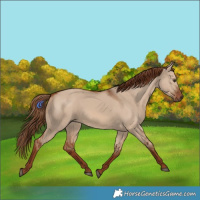 Horse Color:Red Dun 