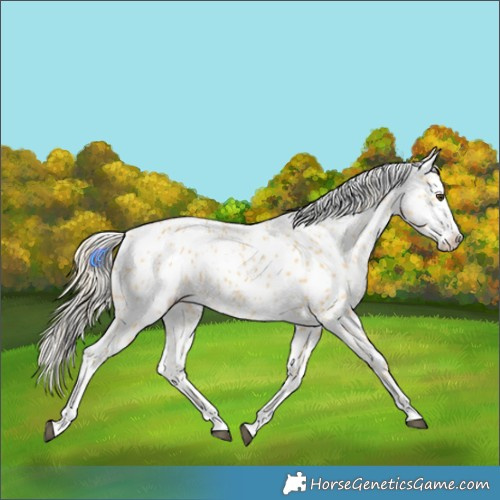 Horse Color:Palomino Near Leopard 