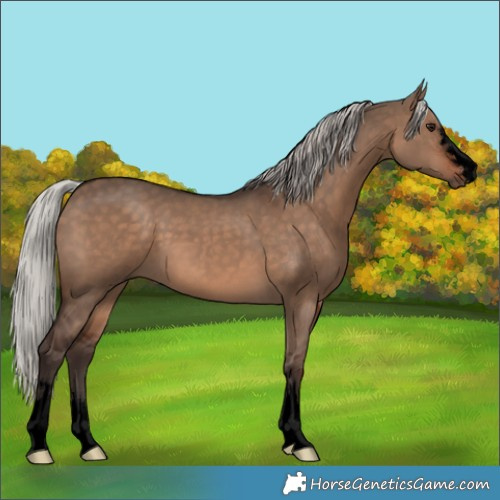Horse Color:Void Silver Brown Dun