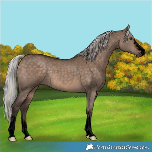 Horse Color:Void Silver Brown Dun 