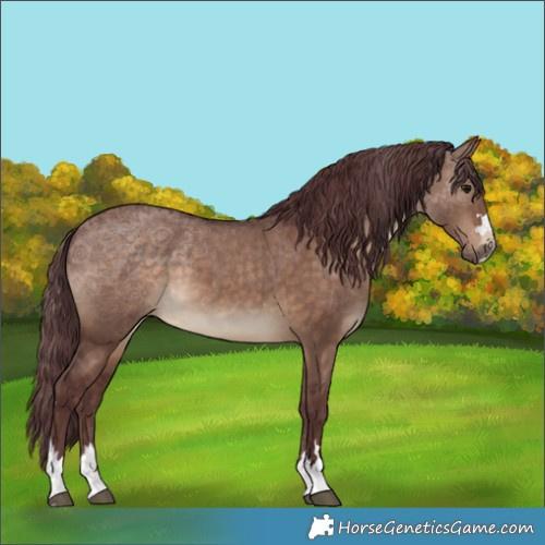 Horse Color:Chocolate Brown Dun 