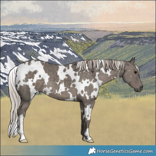 Horse Color:White Spotted Silver Black 