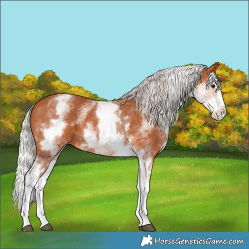 Horse Color:White Spotted Silver Bay Splash