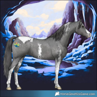 Horse Color:Black Sabino Tobiano Appaloosa 