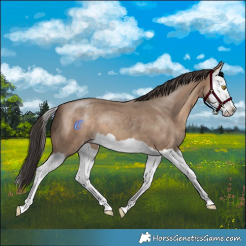 Horse Color:Sable Champagne Splash