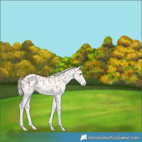Horse Color:White Spotted Silver Amber Champagne Appaloosa Rabicano 
