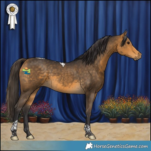 Horse Color:Buckskin Tobiano 