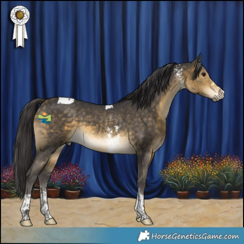 Horse Color:Buckskin Sabino Tobiano 
