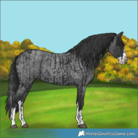 Horse Color:Black  and Blue Roan Splash 