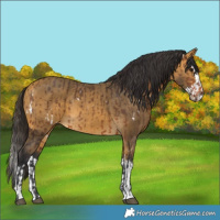 Horse Color:White Spotted Brown and Buckskin Splash