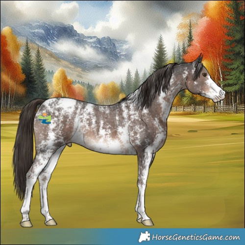 Horse Color:Powder White Liver Chestnut Sabino Appaloosa 
