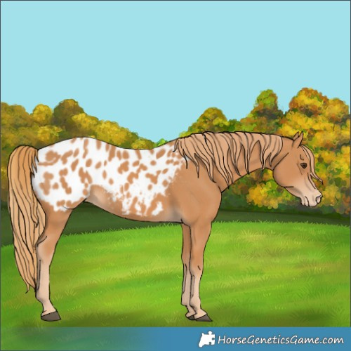 Horse Color:Chestnut Appaloosa