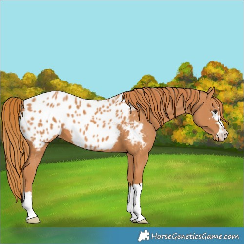 Horse Color:Chestnut Appaloosa