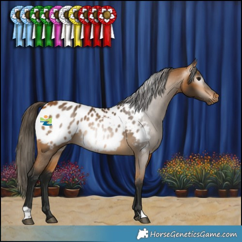 Horse Color:Gray Buckskin Appaloosa 