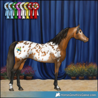 Horse Color:Gray Buckskin Appaloosa 