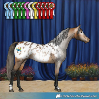 Horse Color:Gray Buckskin Appaloosa 