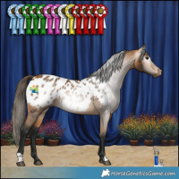 Horse Color:Gray Buckskin Appaloosa 