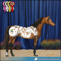 Horse Color:Gray Buckskin Appaloosa 