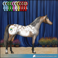 Horse Color:Gray Buckskin Appaloosa 