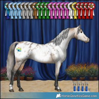 Horse Color:Gray Buckskin Appaloosa 