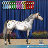 Horse Color:Gray Buckskin Appaloosa 