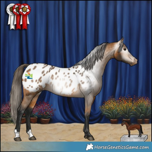 Horse Color:Gray Buckskin Appaloosa 