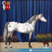 Horse Color:Gray Buckskin Appaloosa