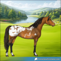 Horse Color:Gray Buckskin Appaloosa