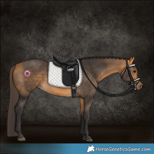 Horse Color:Buckskin 