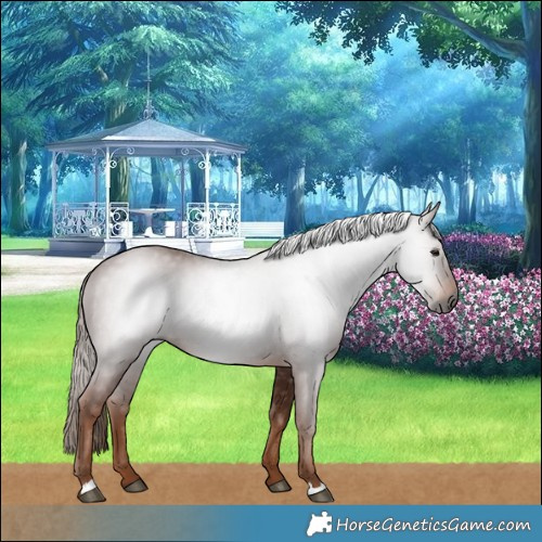 Horse Color:Gray Chestnut 