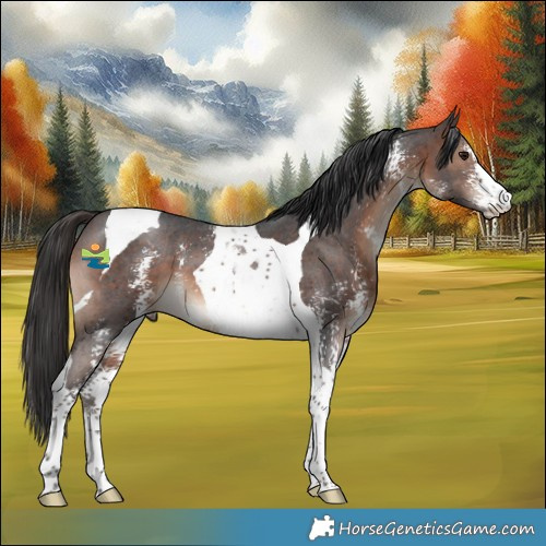 Horse Color:Brown Sabino Tobiano 