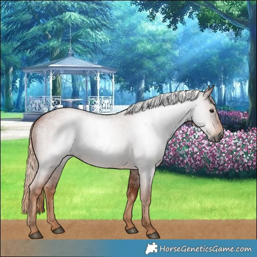 Horse Color:Gray Red Roan 