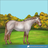 Horse Color:Gray Red Roan